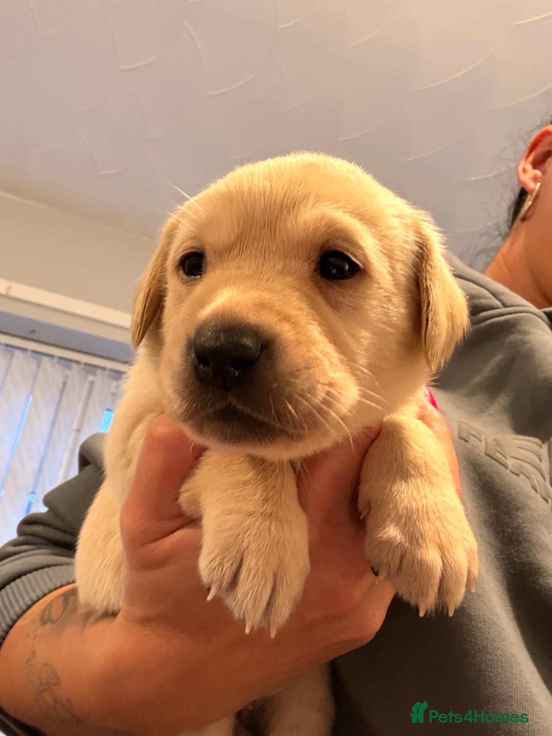 Labrador Retriever dogs for sale: Stunning Labrador puppies  - Advert 2