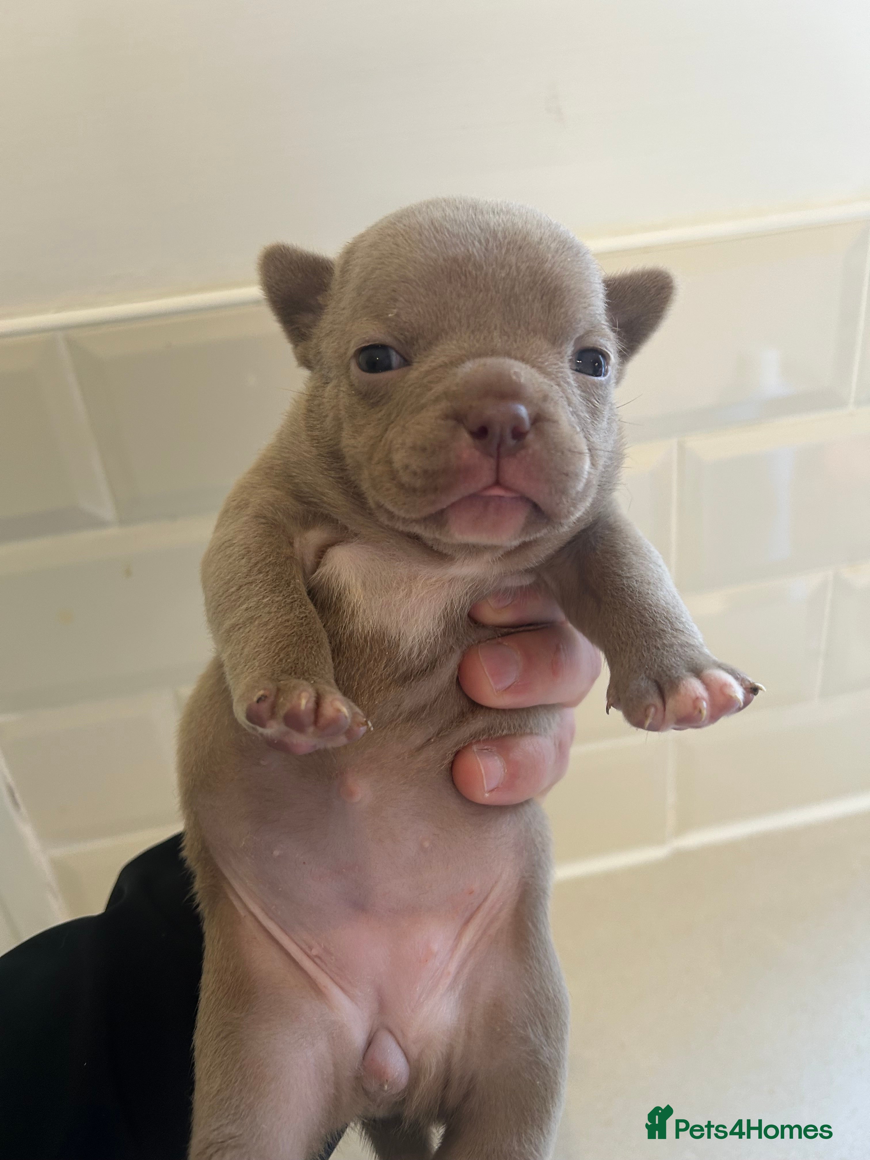 American Bully dogs Lilac Miniature microbully’ puppy’s - Advert 5