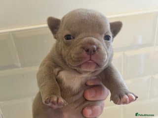 American Bully dogs Lilac Miniature microbully’ puppy’s - Advert 7