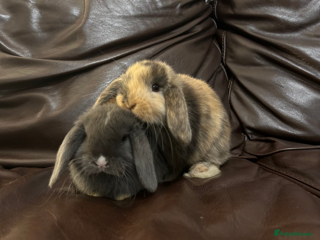 Mini Lop rabbits for sale: Lovely baby minilops for sale  - Image 12
