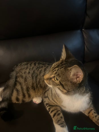 British Shorthair cats Tabby crossed British shorthair - Advert 2