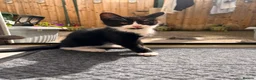 Domestic Shorthair cats for sale: 🐾 Gorgeous Kittens Ready for Loving Homes 🐾 - Advert 5