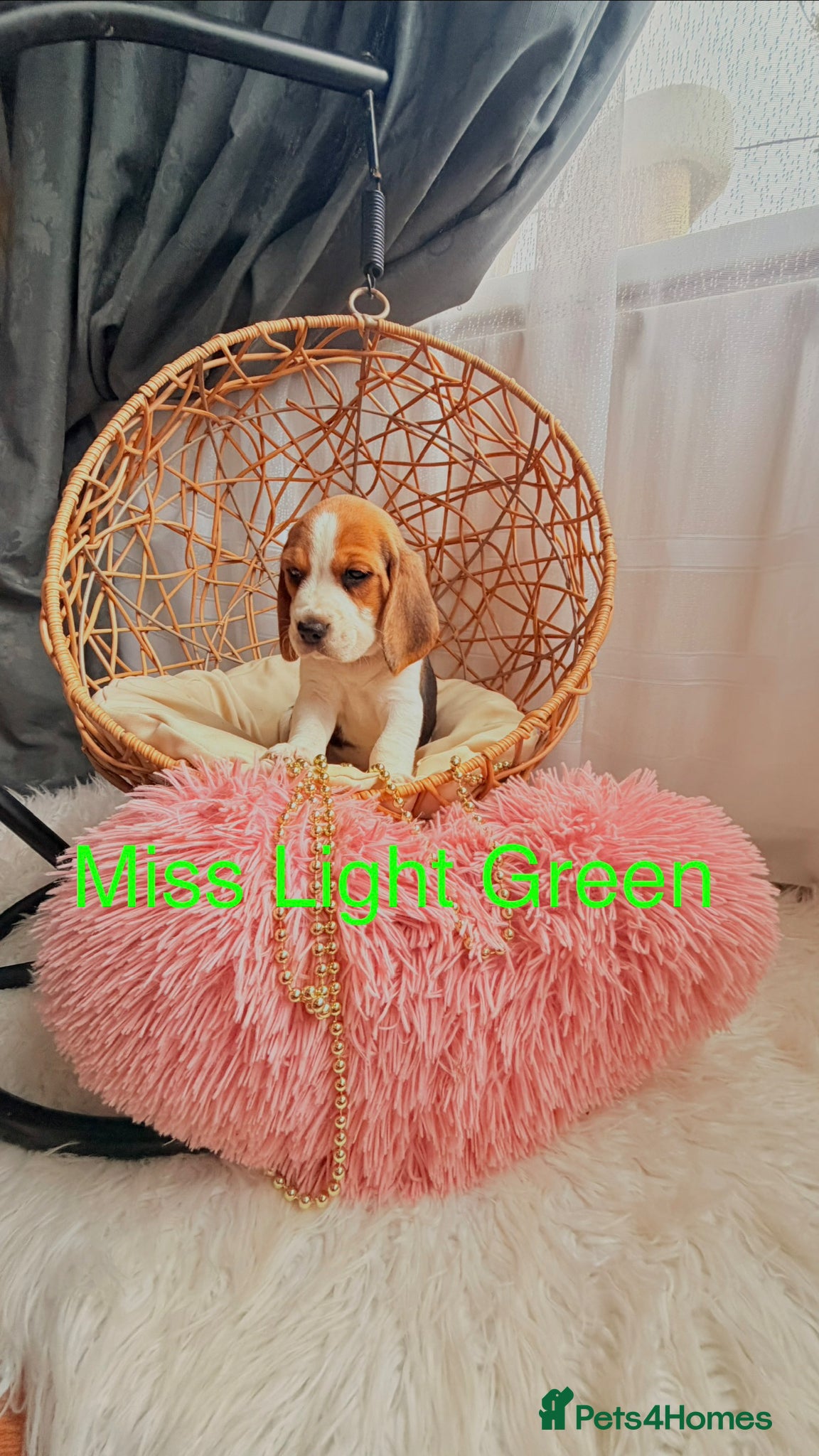 Beagle dogs for sale: 💞BEAUTIFUL BEAGLE PUPPIES 💞 - Advert 10