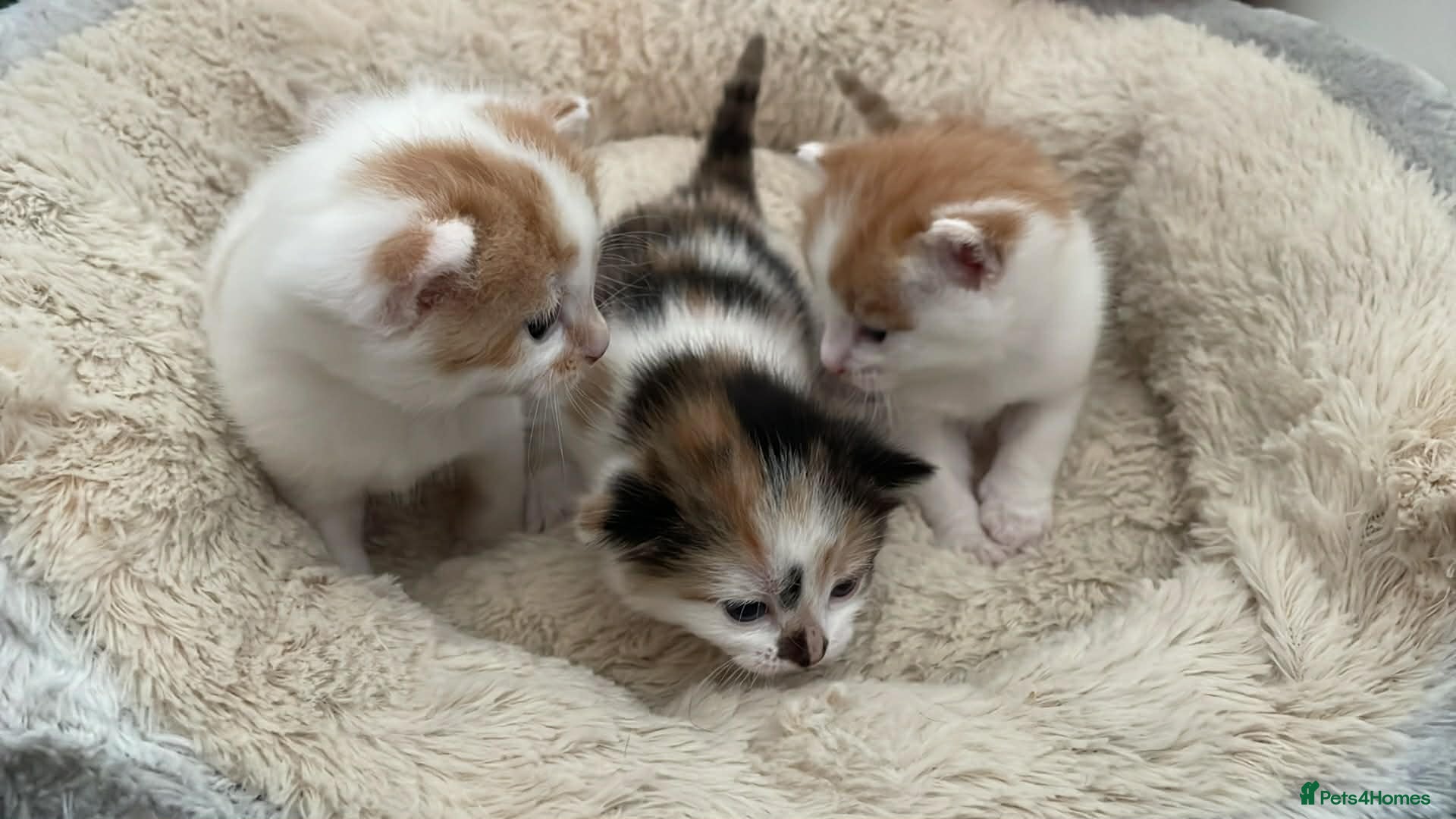 Mixed Breed cats Kittens for sale  - Advert 1