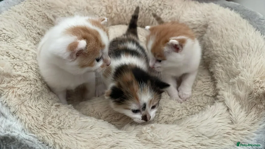 Mixed Breed cats for sale: Kittens for sale  in Dundee - Advert 1