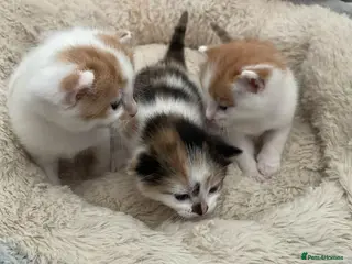 Mixed Breed cats Kittens for sale - Advert 1