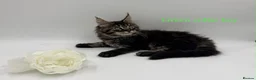 Maine Coon cats for sale: Maine coon kittens  - Advert 6