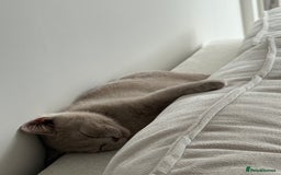 British Shorthair cats for sale: Beautiful British ShortHair Rare Fawn - Advert 9