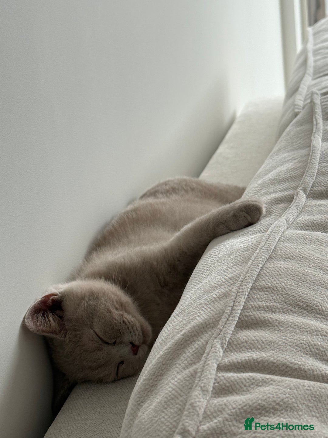 British Shorthair cats for sale: Beautiful British ShortHair Rare Fawn - Advert 9