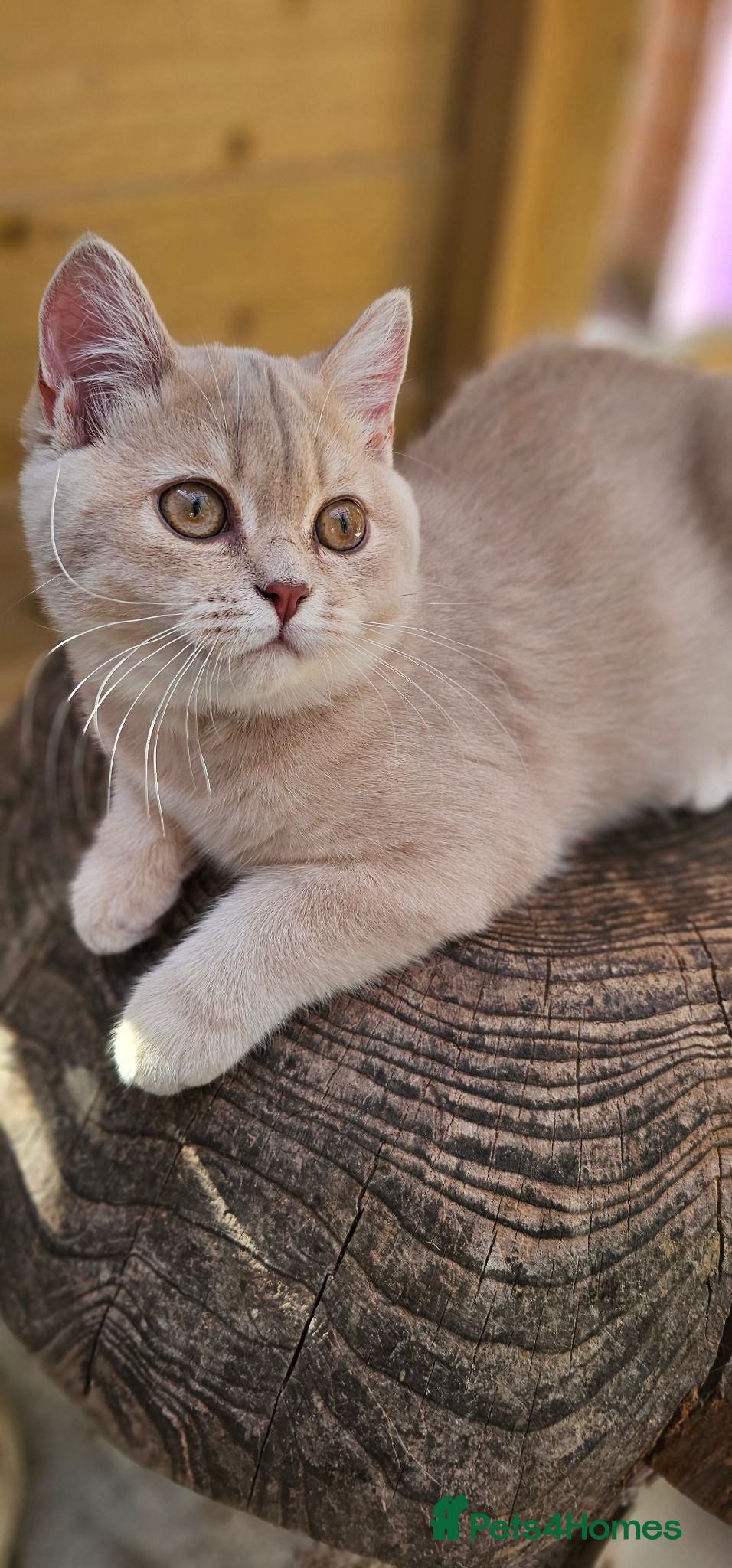 British Shorthair cats 💖 GCCF Active Lilac Golden Tortie 💖 - Advert 2