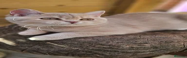 British Shorthair 1