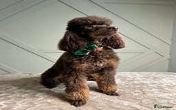 Toy Poodle dogs for stud: KC CHOCOLATE PHANTOM TOY POODLE in Willenhall - Image 1