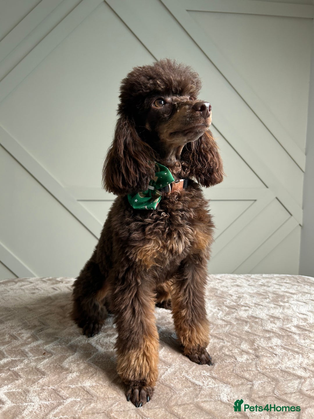 Toy Poodle dogs for stud: KC CHOCOLATE PHANTOM TOY POODLE in Willenhall - Image 1
