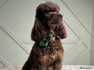 Toy Poodle dogs in Willenhall - Advert 1