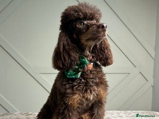 Toy Poodle dogs KC CHOCOLATE PHANTOM TOY POODLE in Willenhall - Advert 1