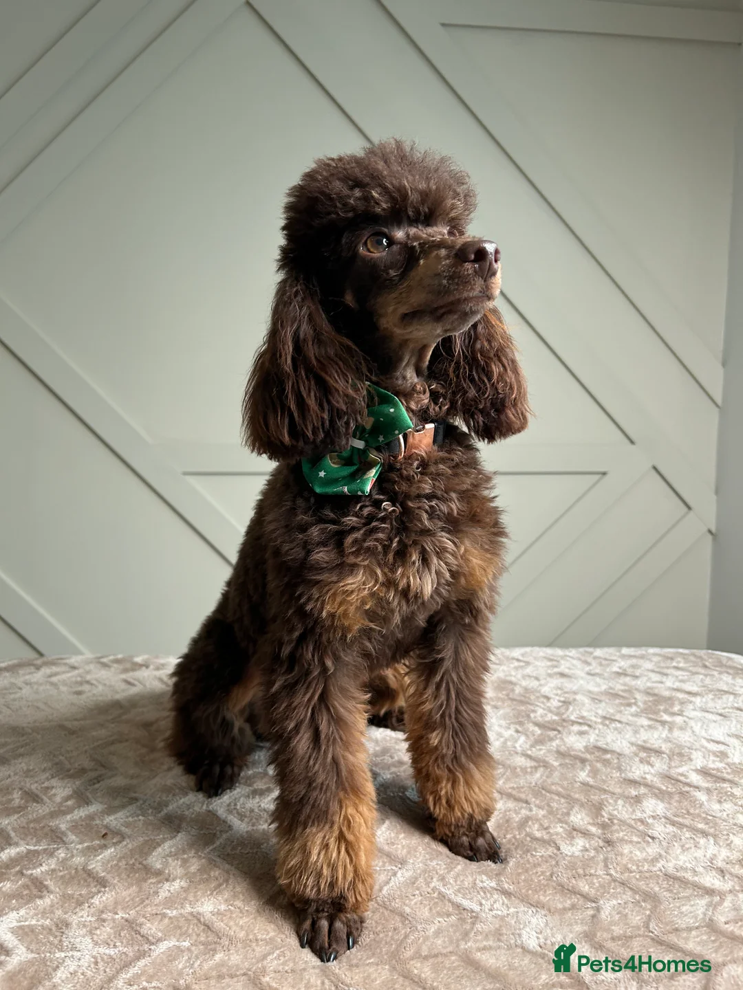 Toy Poodle dogs for stud: KC CHOCOLATE PHANTOM TOY POODLE in Willenhall - Advert 1