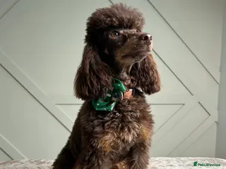 Toy Poodle dogs KC CHOCOLATE PHANTOM TOY POODLE in Willenhall - Advert 2