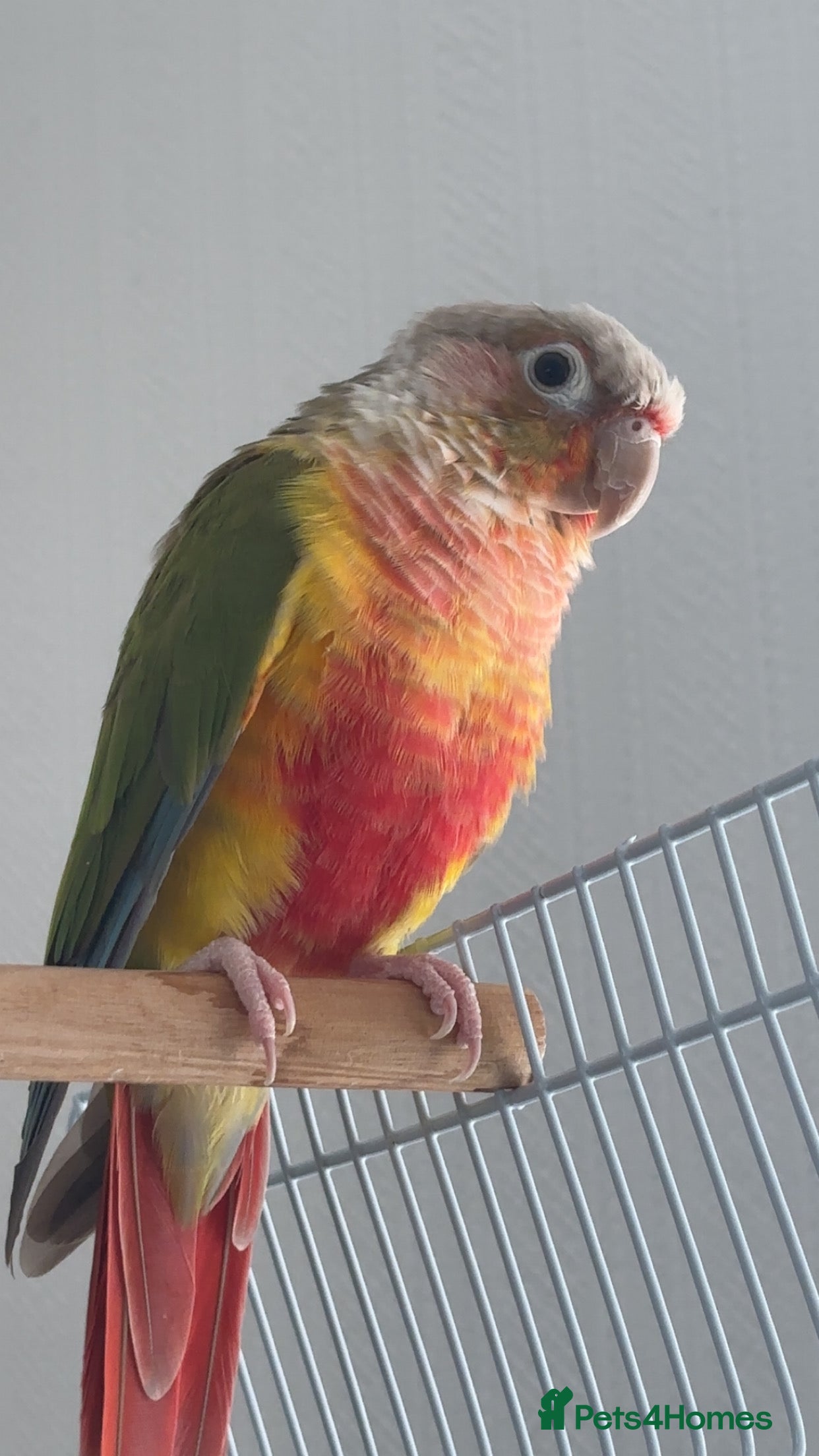 Conures birds Semi-Tame Conure - Advert 6