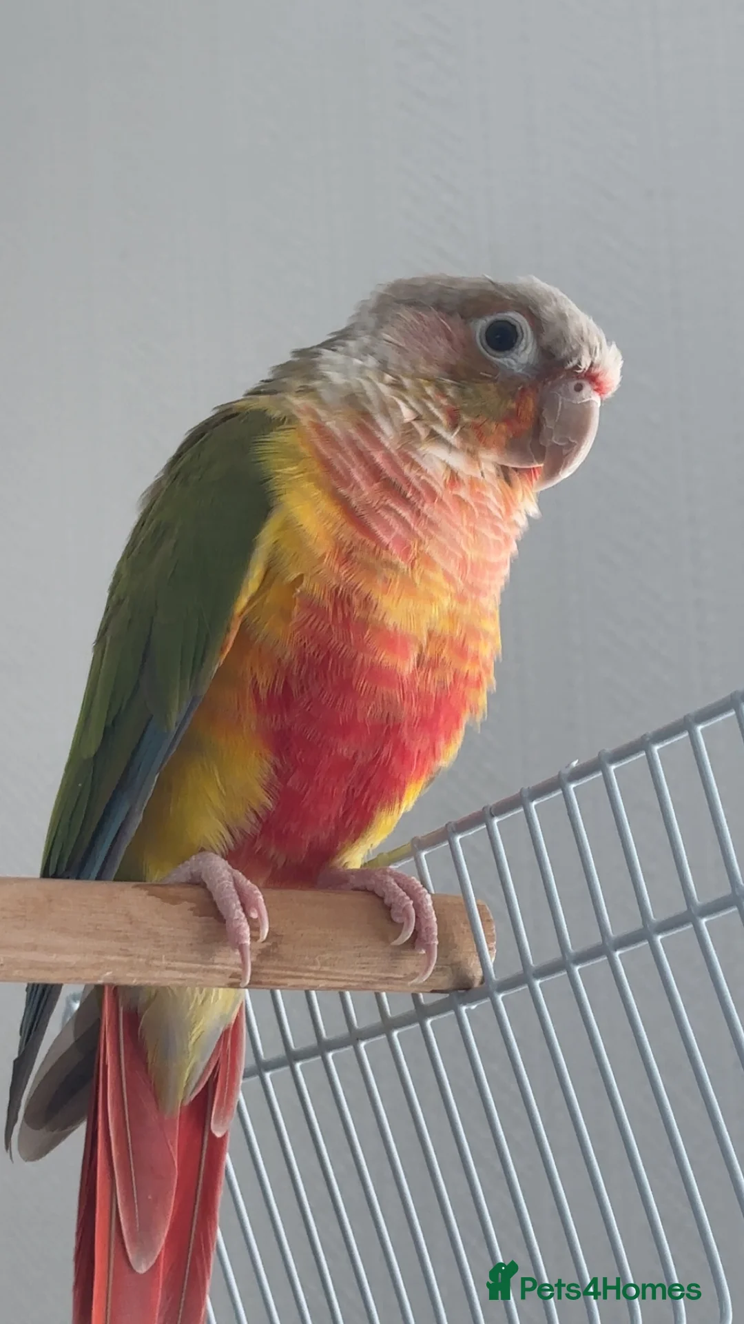 Conures birds for sale: Semi-Tame Conure - Advert 1