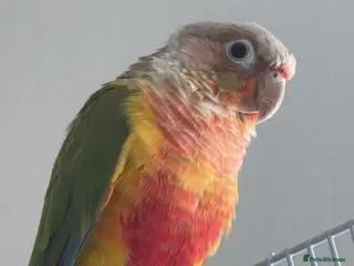 Conures birds Semi-Tame Conure - Advert 6