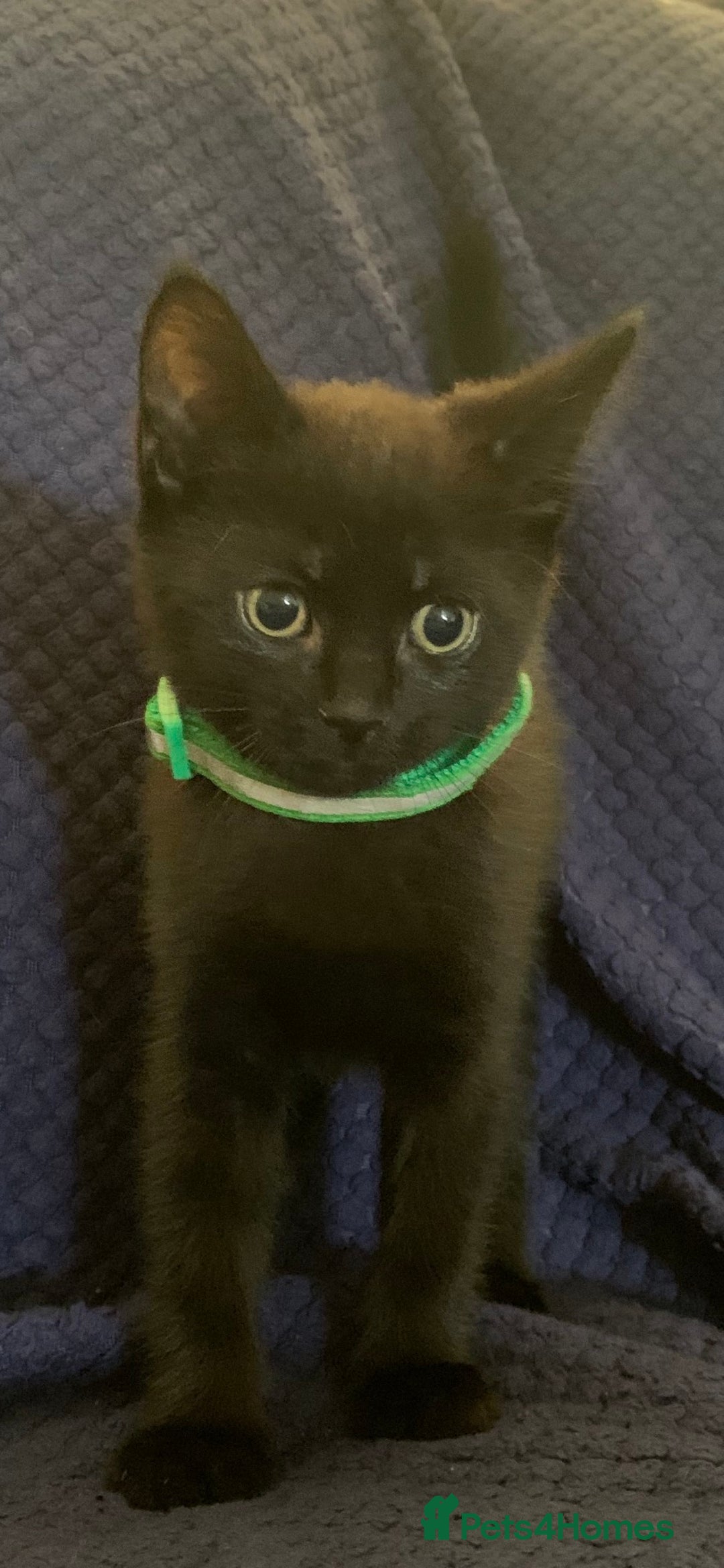 Mixed Breed cats for sale: Kittens - Image 4