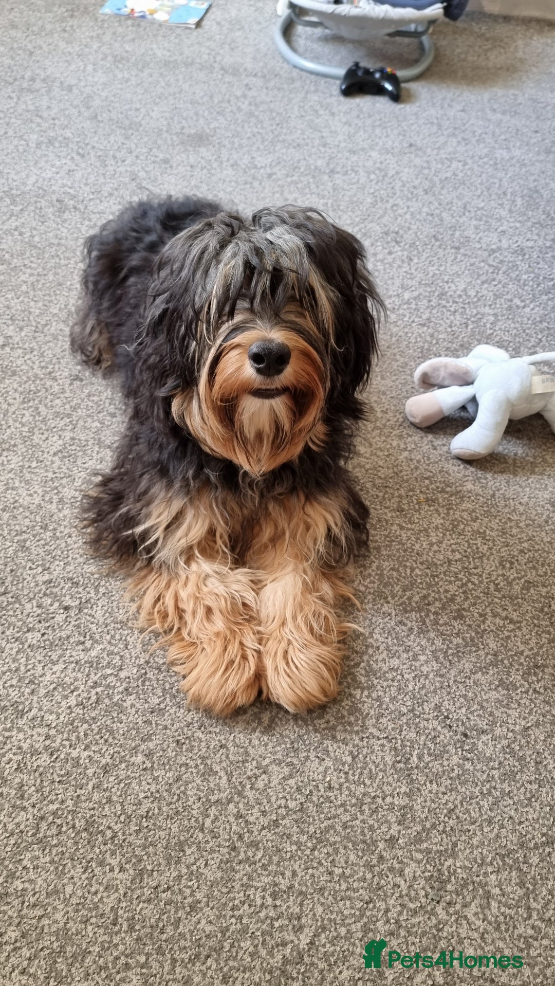 Cockapoo dogs for stud: Male cockapoo f1 stud - Image 2