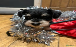 Miniature Schnauzer dogs for sale: Stunning miniature schnauzers  - Advert 3