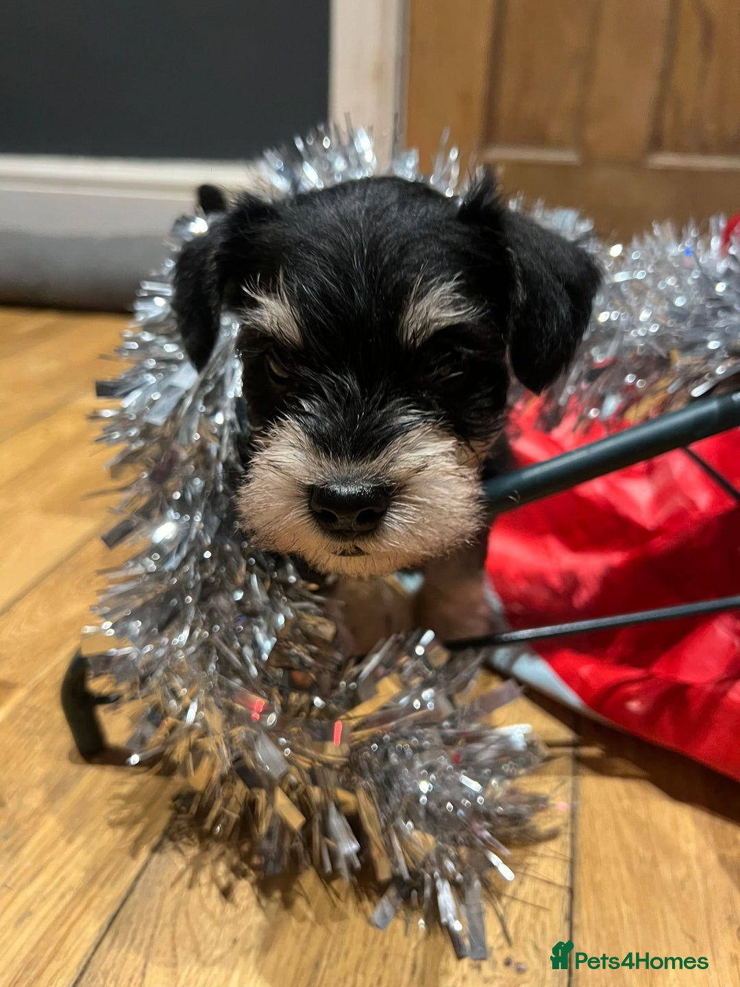 Miniature Schnauzer dogs for sale: Stunning miniature schnauzers  - Advert 3