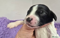 English Springer Spaniel dogs for sale: KC clear DNA vax vetted Springer Pups - Image 5