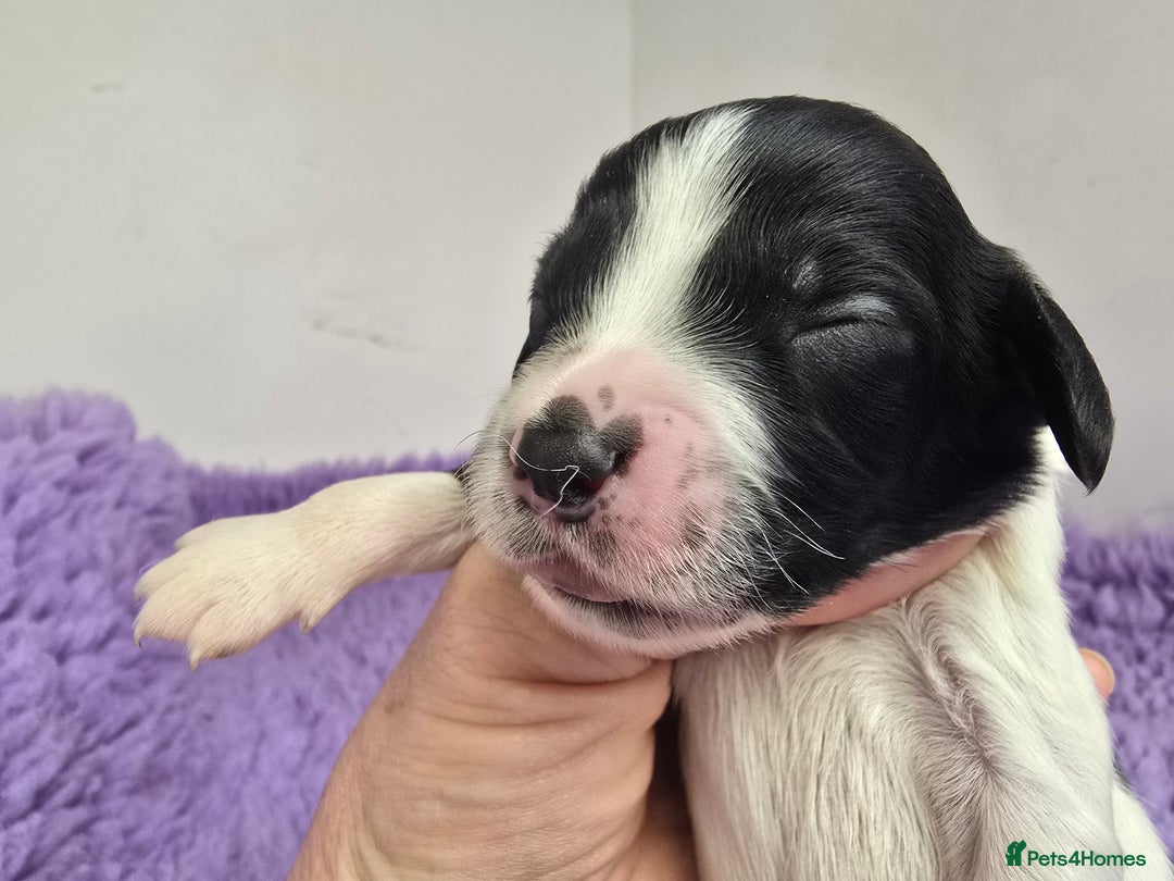 English Springer Spaniel dogs for sale: KC clear DNA vax vetted Springer Pups - Image 5