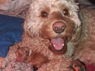 Cockapoo dogs Cockapoo puppies F2 - Advert 1