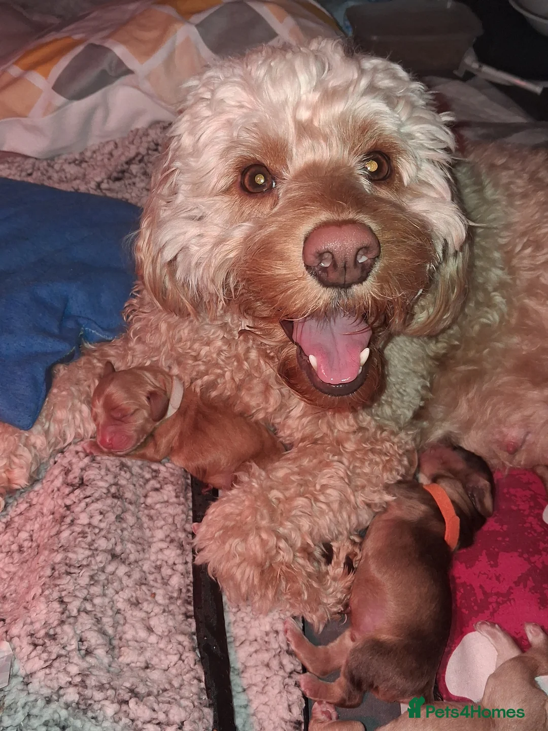 Cockapoo dogs for sale: Cockapoo puppies F2 - Advert 1