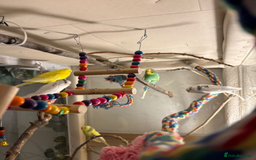 Budgerigars birds for sale: 5 Budgies and an aviary for sale - Advert 3