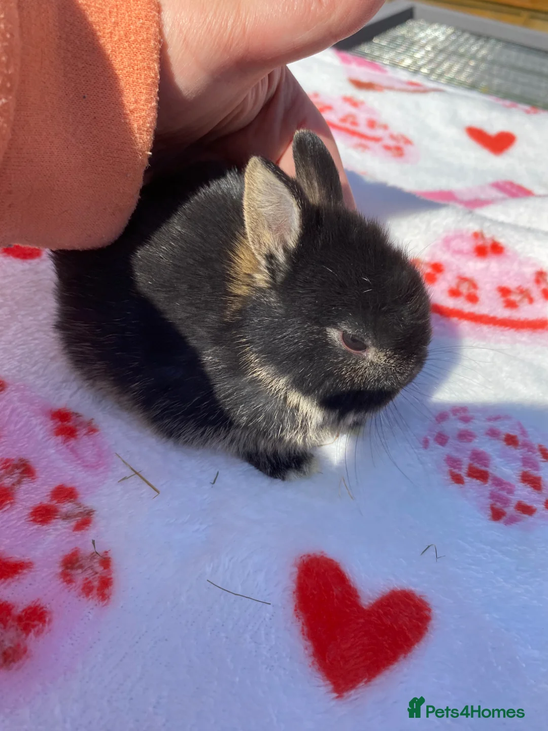 Netherland Dwarf rabbits for sale: Ready to reserve  - Advert 5