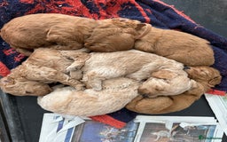 Cockapoo dogs for sale: Beautiful health tested cockapoos, ready Nov 💙💗 - Image 7
