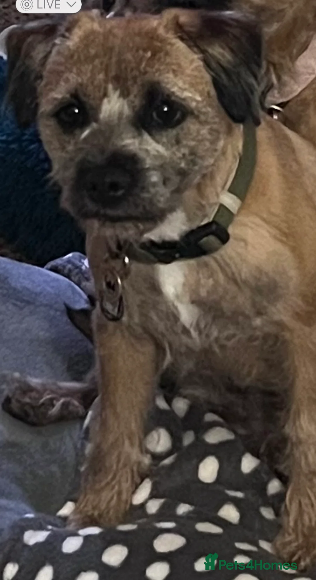 Border Terrier dogs for sale: KC registered young female Border Terrier - Advert 2