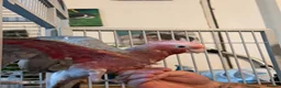 Cockatoo birds for sale: Hand reared baby galah  - Advert 8