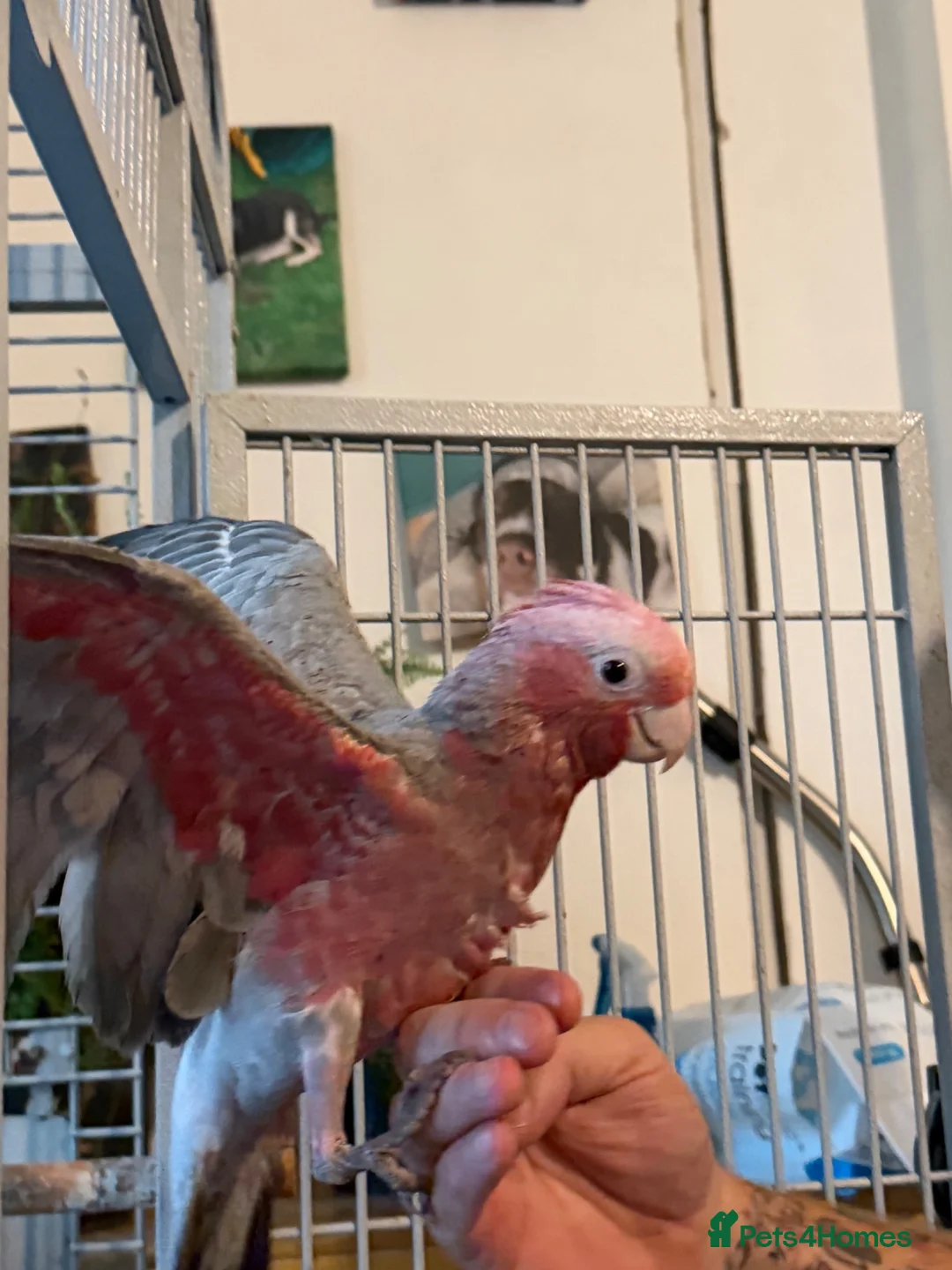 Cockatoo birds for sale: Hand reared baby galah  - Advert 8