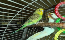 Budgerigars birds for sale: Two Young Male Budgies - Image 3