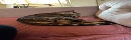 Bengal cats for sale:  1.5-year-old neutered bengal boy in London - Advert 2