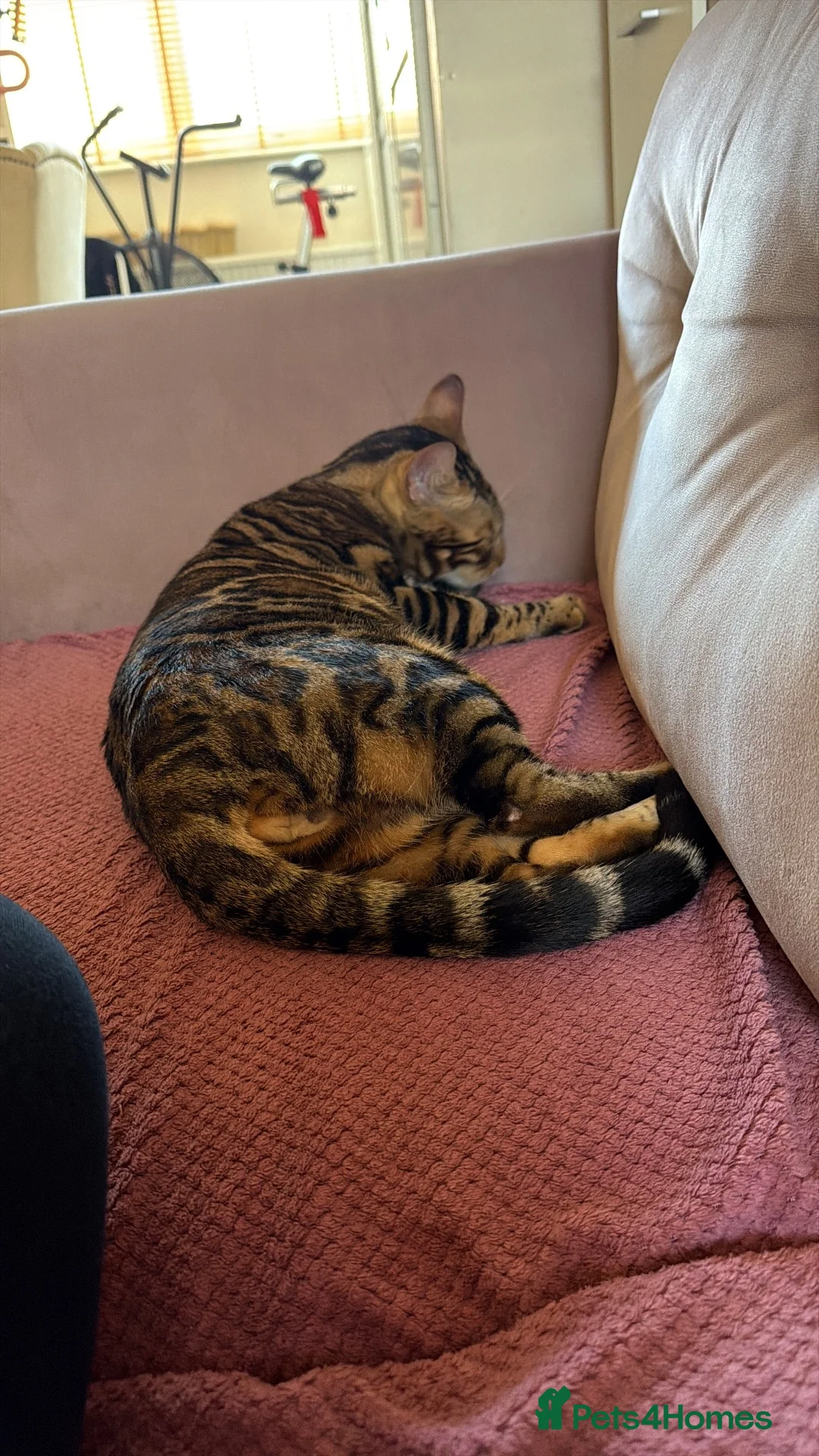 Bengal cats for sale:  1.5-year-old neutered bengal boy in London - Advert 2