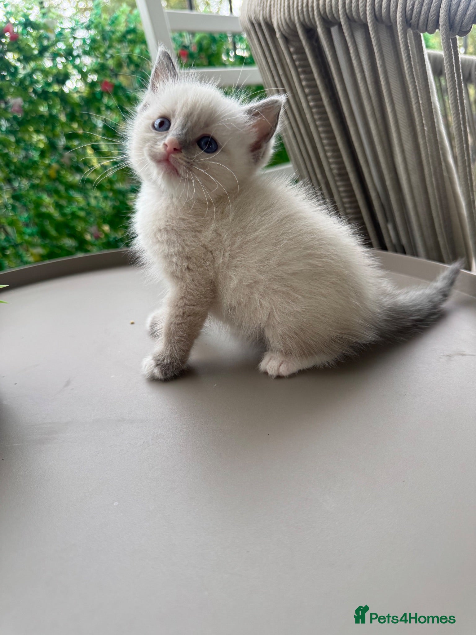 Siamese cats One Boy Left! 🩵 Tonkdoll Kitten - Advert 19