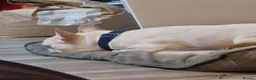 French Bulldog dogs for sale: White French bulldog  - Advert 3