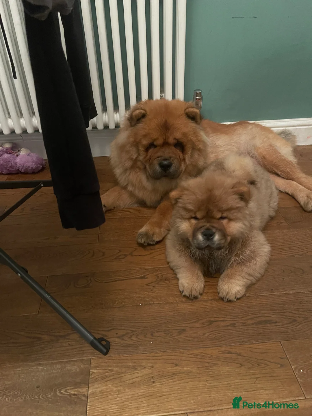 Chow Chow dogs for sale:  Chow chow  - Advert 6