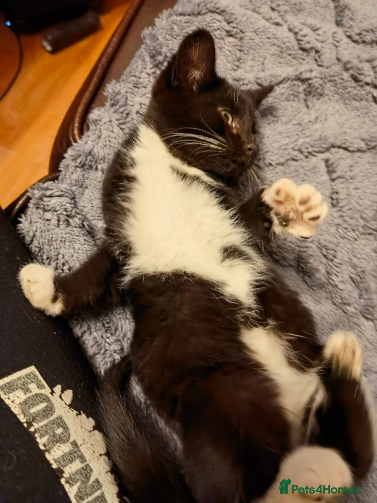 Mixed Breed cats Cute fluffy kittens black and white boys and girls - Advert 21