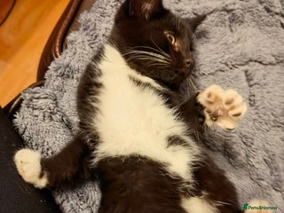 Mixed Breed cats Cute fluffy kittens black and white boys and girls - Advert 19