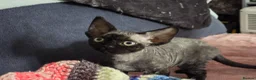 Devon Rex cats for sale: Black Devon Rex boy - Advert 4