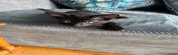 Mixed Breed cats for sale: Beautiful siamese mixed breed black kitten  in Stevenage - Advert 12
