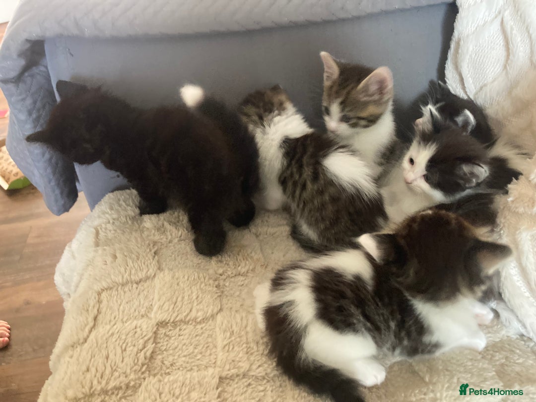 Mixed Breed cats for sale: Sweet Kittens  - Image 18