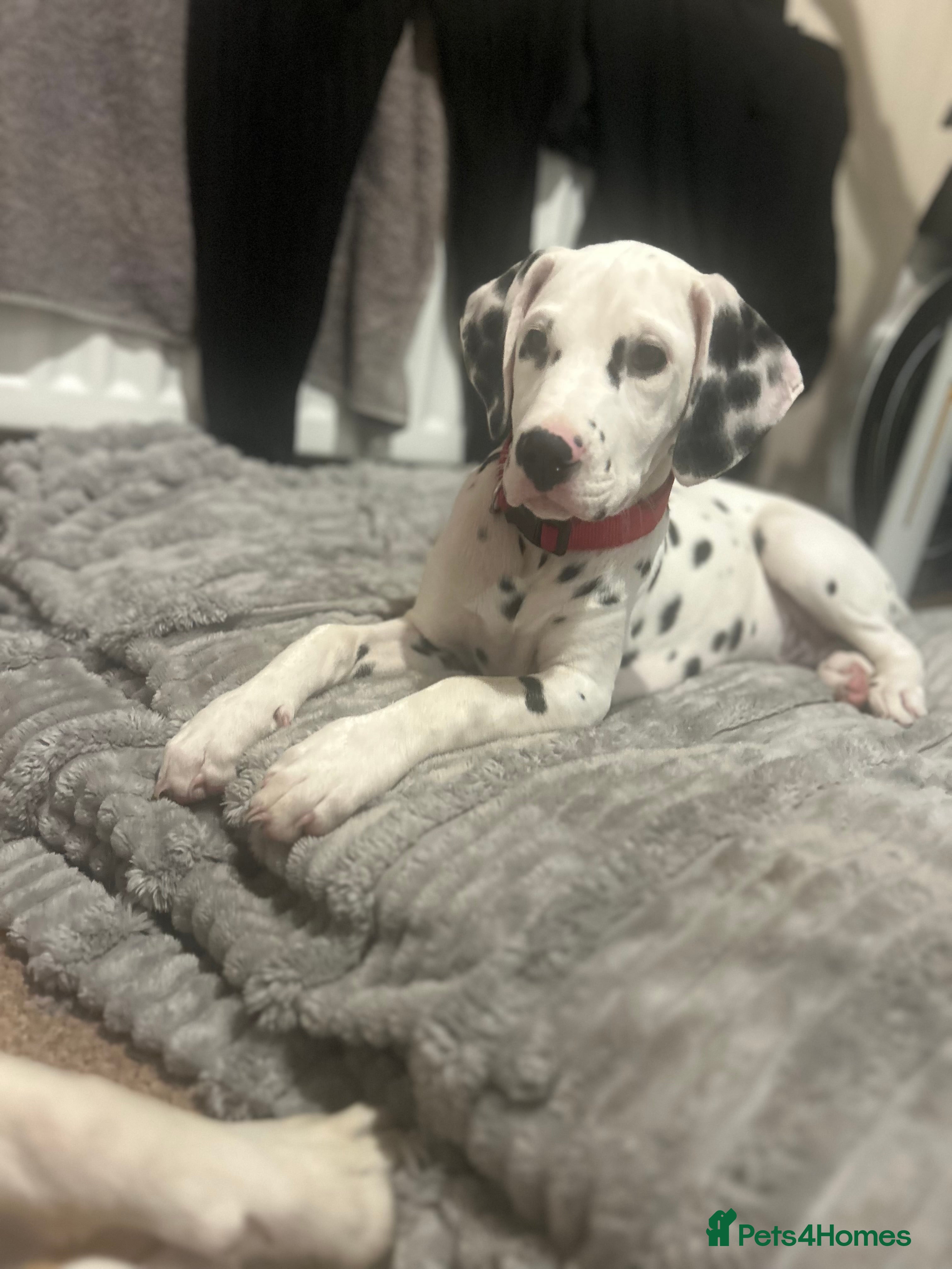 Dalmatian dogs Jasper  - Advert 2